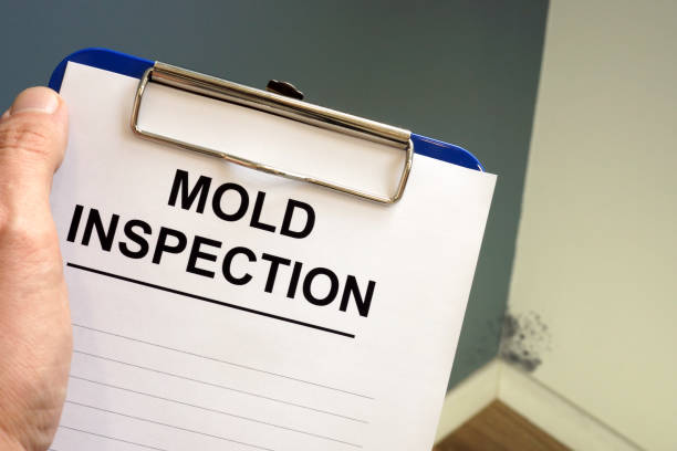 Reliable Windsor, CO Mold Removal Solutions